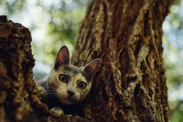 Free Cat Animal photo and picture