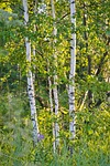 birch, summer, white