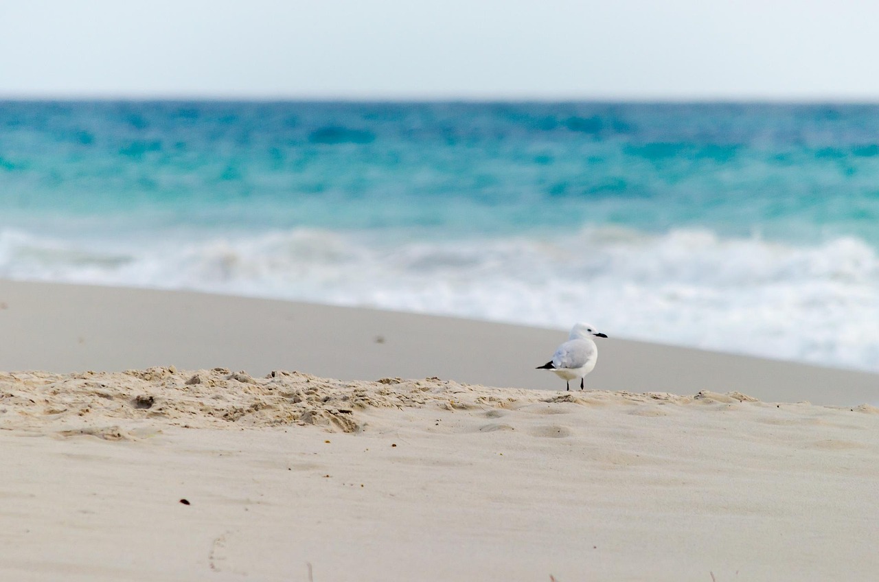 Panorama Paisagem Marítima - Foto gratuita no Pixabay - Pixabay