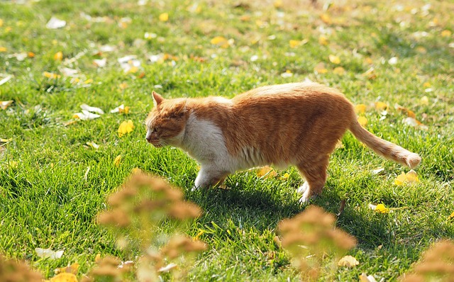 Free Cat Animal photo and picture