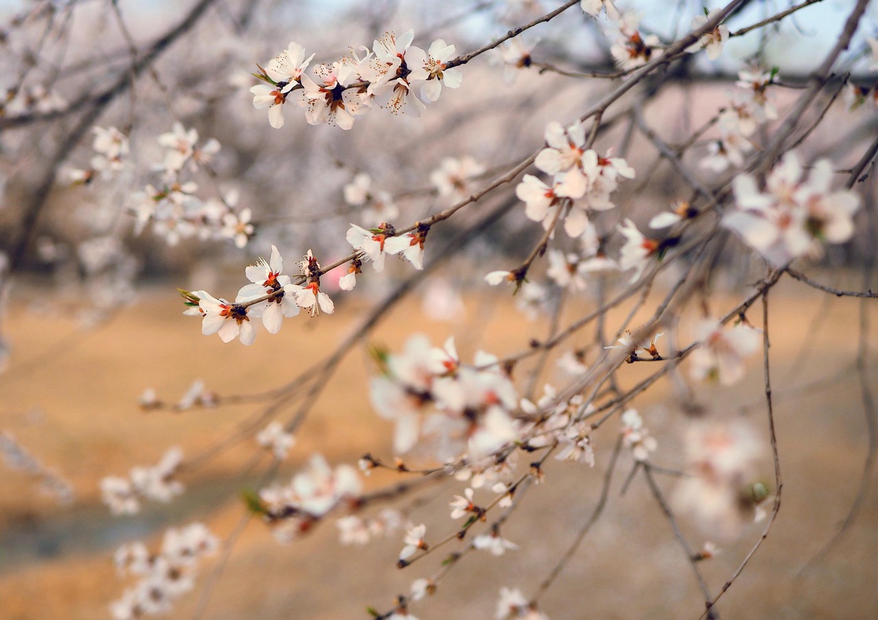 Free Spring Flower Background photo and picture