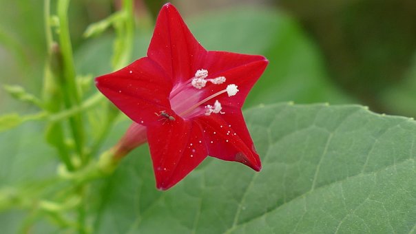 Free Wildflowers Flowers photo and picture