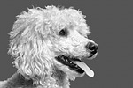 dog, poodle, the poodle