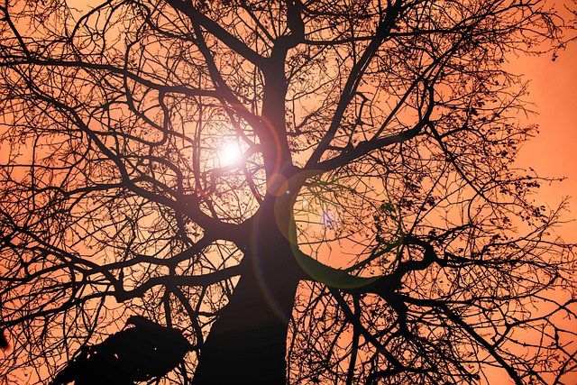 Free Solrefleks Nature photo and picture