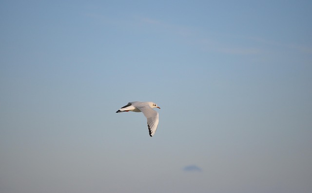 Free Seagull Bird photo and picture