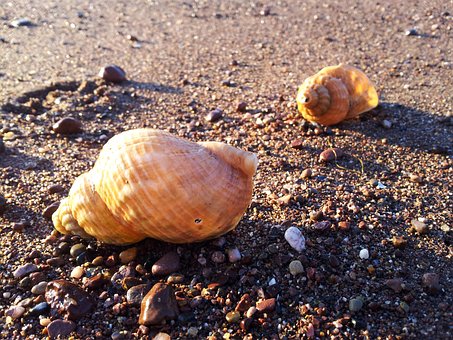 Conchas, Playa, Arena, Orilla