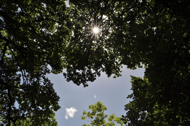 Free Rays Of The Sun Nature photo and picture