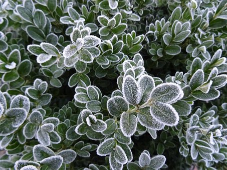 Free Frost Winter photo and picture