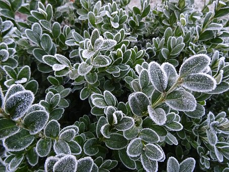 Free Frost Winter photo and picture