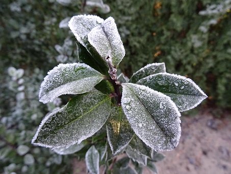 Free Frost Winter photo and picture