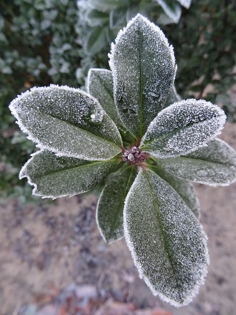 Free Frost Winter photo and picture