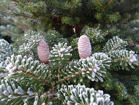 Free Winter Frost photo and picture
