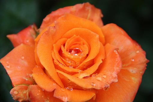 Free Rose Flower photo and picture