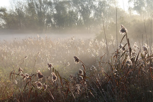 Free Meadow Plants photo and picture