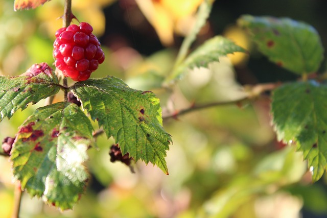 Free Berry Red photo and picture