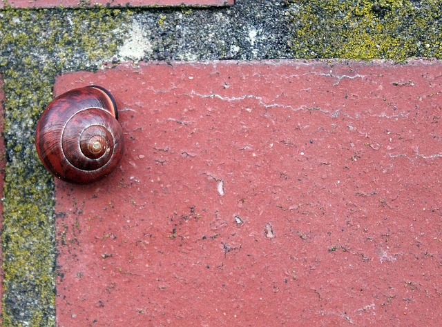 Free Brick Snail photo and picture