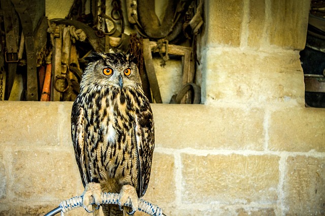 Eule, Raptor, Federn, Vogel, Tier, Tiere