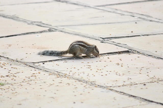 Free Squirrel Eating photo and picture