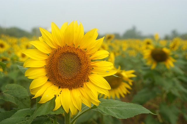 Free Cosmos Sun Flower photo and picture