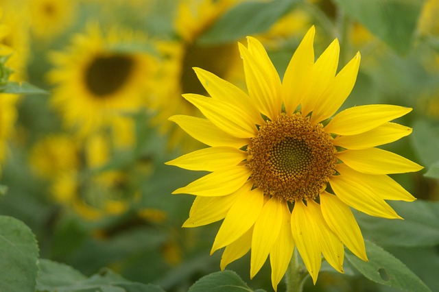 Free Cosmos Sun Flower photo and picture