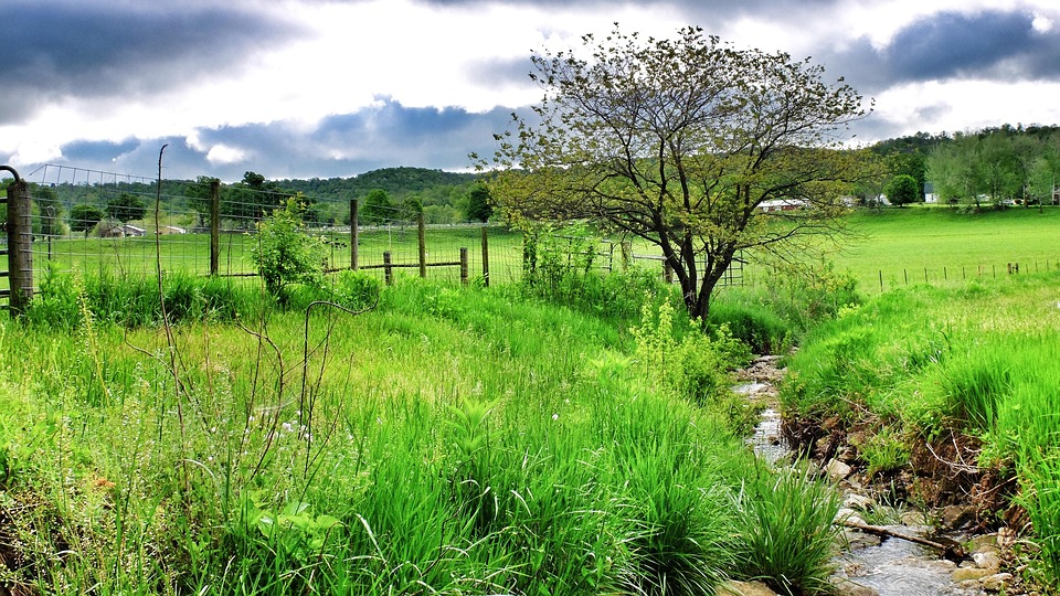 Tree Stream Water - Free photo on Pixabay