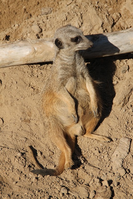 Free Meerkat Zoo photo and picture