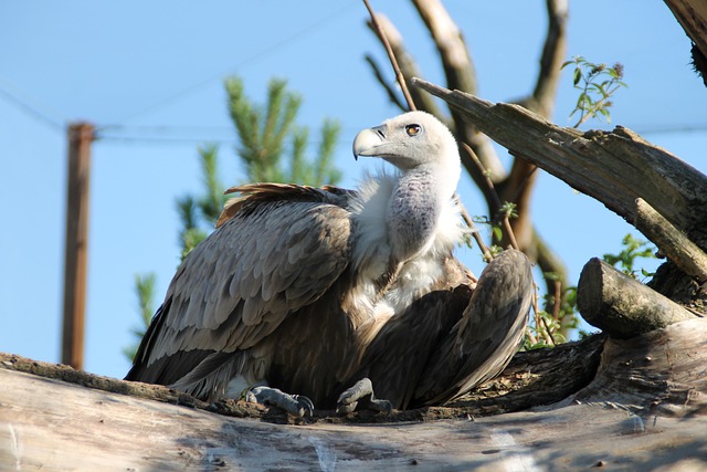 Free Vulture Bird photo and picture