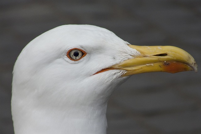 Free Sea Birds photo and picture