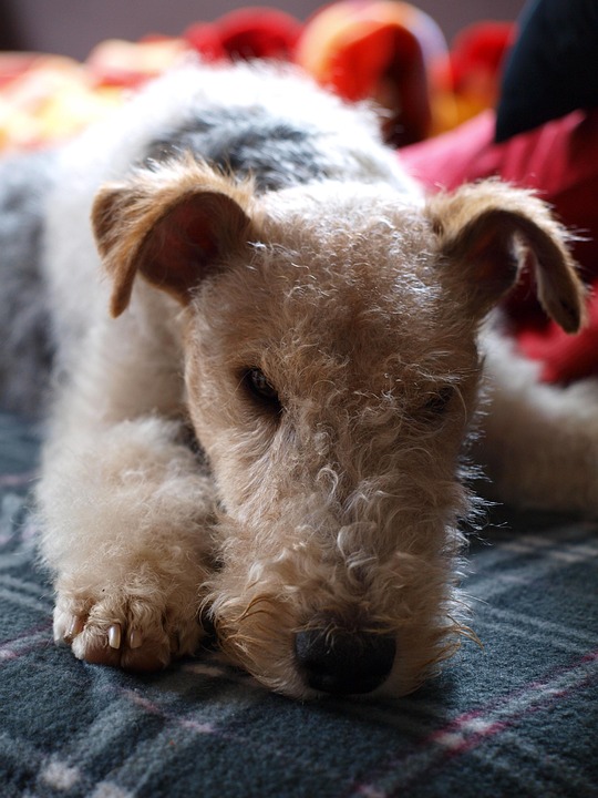 Anjing Fox Terrier Masih Foto Gratis Di Pixabay