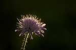 flower, bloom the way, hiking