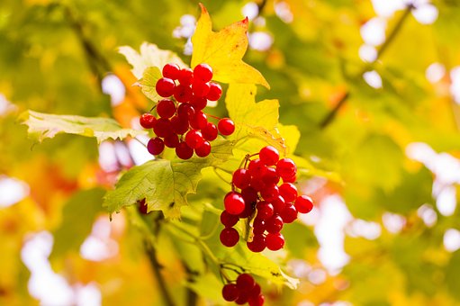 Free Autumn Viburnum photo and picture