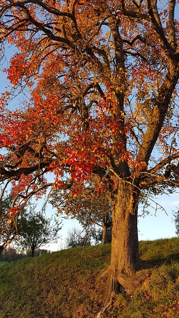Free Pear Tree Tree photo and picture