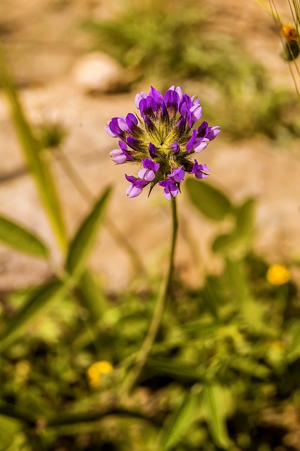 Naturaleza, Planta Silvestre