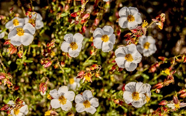 Naturaleza, Flores Silvestres