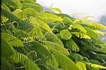 green, photosynthesis, leaves
