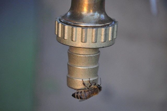 Free Insect Fontana photo and picture