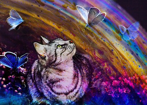Katze, Regenbogen, Schmetterlinge