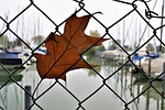 the moat, wire, fencing