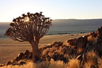 quiver tree, namibia, sunset