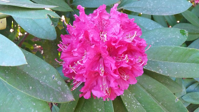 Free Detail Flower photo and picture
