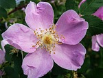 wildrose, blossom, plant