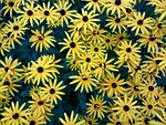 flowers, yellow, plant