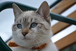 kitten, blue eyes, cat eyes