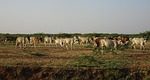 cattle, cows, herd