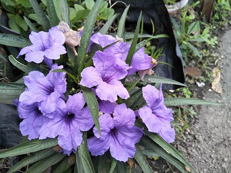 Free Flower Nature photo and picture