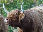 beef, highland, bull