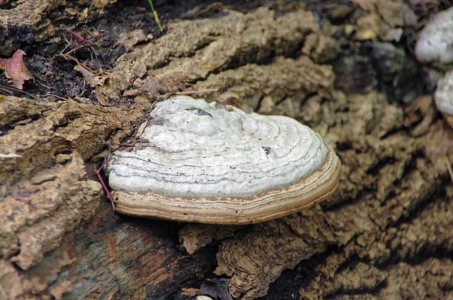 Free Chaga Fungus photo and picture