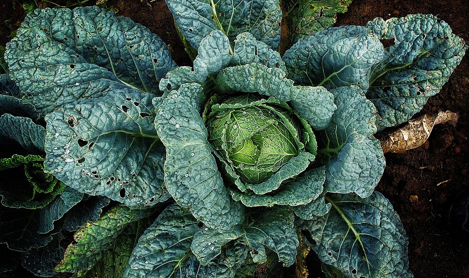 野菜 サボイ 水滴 Pixabayの無料写真 野菜 サボイ 水滴 Pixabayの無料写真