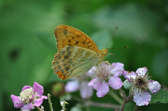 Free Montemonaco Butterfly photo and picture