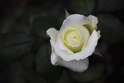 Free Rose Beautiful Flowers photo and picture